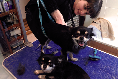 Grooming Van Image