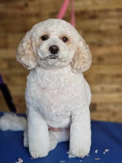 Grooming Van Image