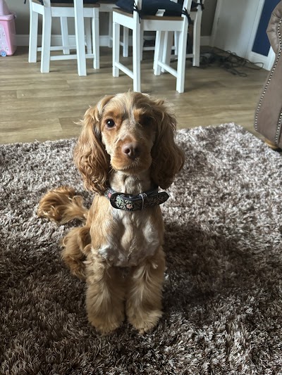 Grooming Van Image