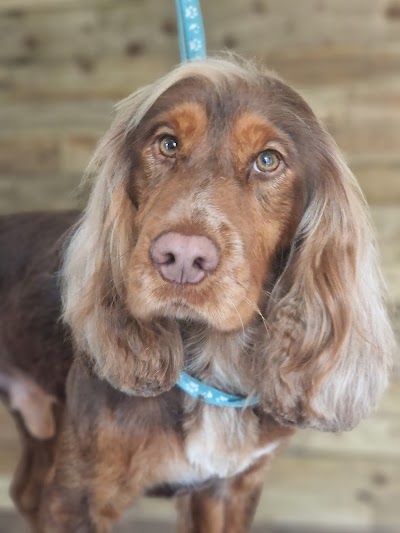 Grooming Van Image