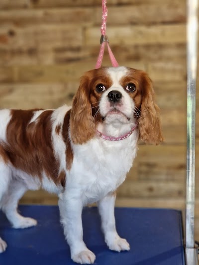 Grooming Van Image
