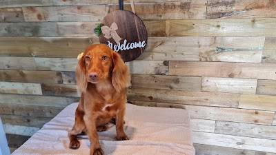 Grooming Van Image