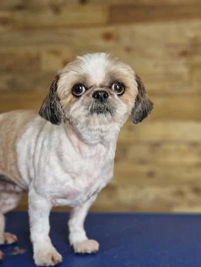 Grooming Van Image