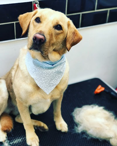 Grooming Van Image