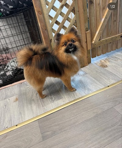 Grooming Van Image