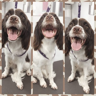 Grooming Van Image