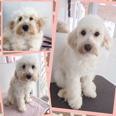 Cut & Cuddle Pet Groomers