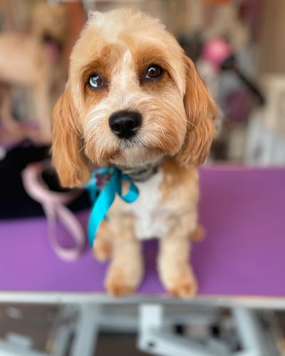 Grooming Van Image