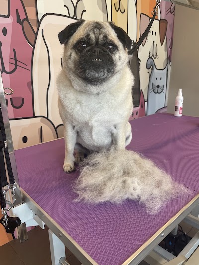 Grooming Van Image