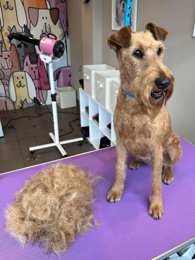 D.O.G Dog Obsessed Groomers