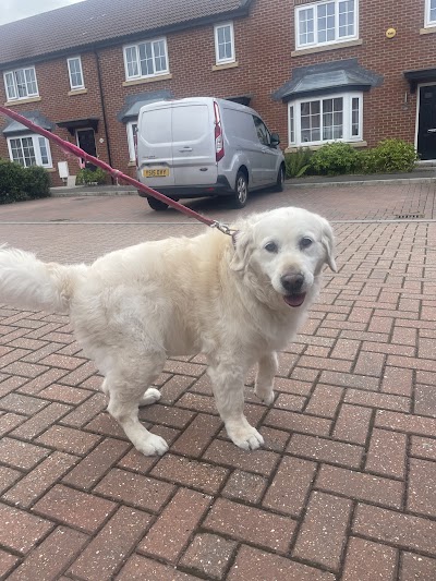 Darcies Dog Grooming