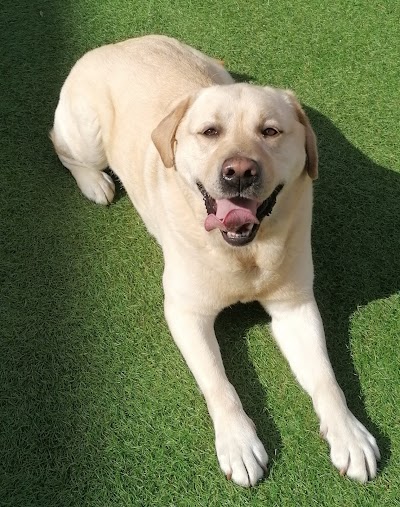 Grooming Van Image