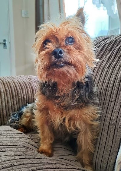 Grooming Van Image