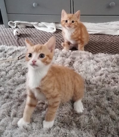 Grooming Van Image