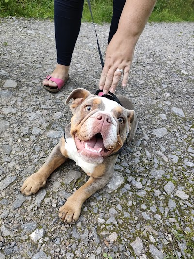 Grooming Van Image