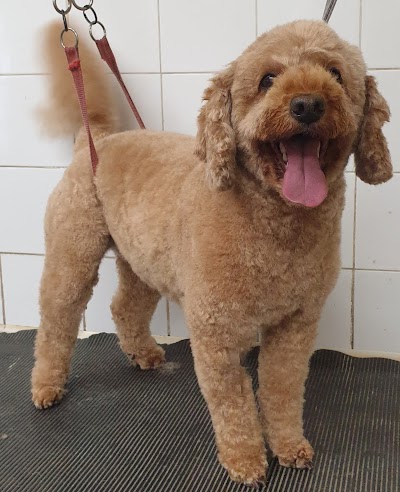 Grooming Van Image