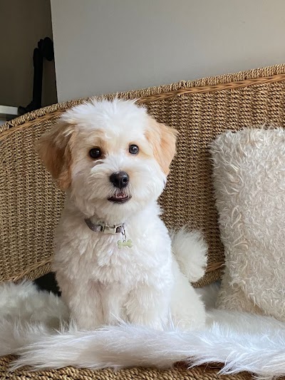 Grooming Van Image