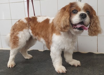 Grooming Van Image