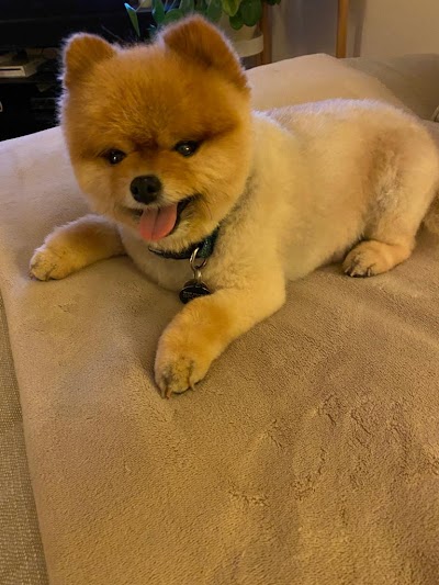 Grooming Van Image