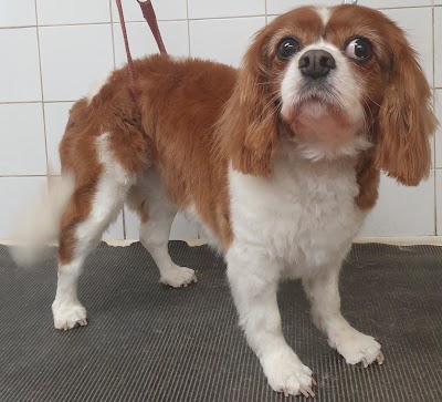 Grooming Van Image