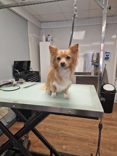 Grooming Van Image