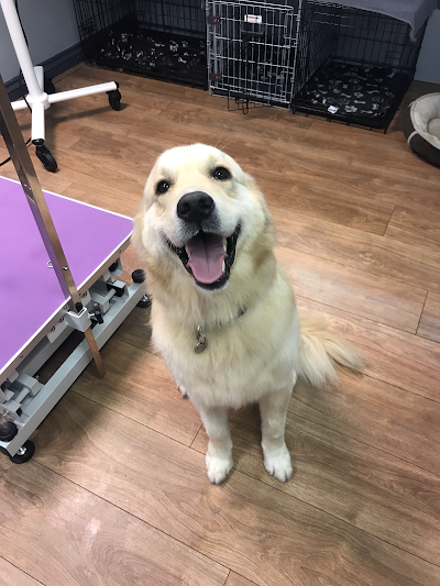 Grooming Van Image