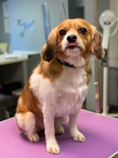 Grooming Van Image