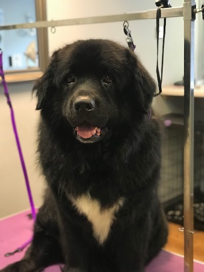 Grooming Van Image