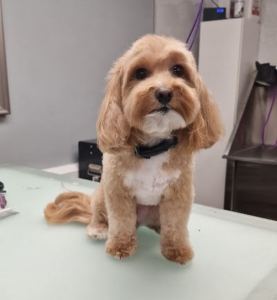 Furry Godmothers Dog Grooming