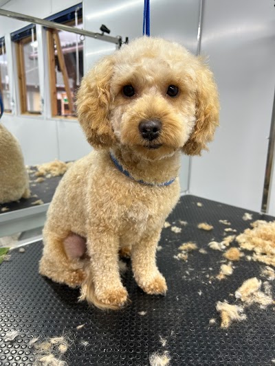 Grooming Van Image