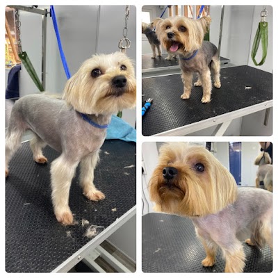 Grooming Van Image