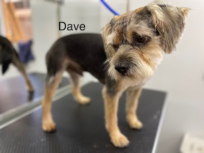 Grooming Van Image