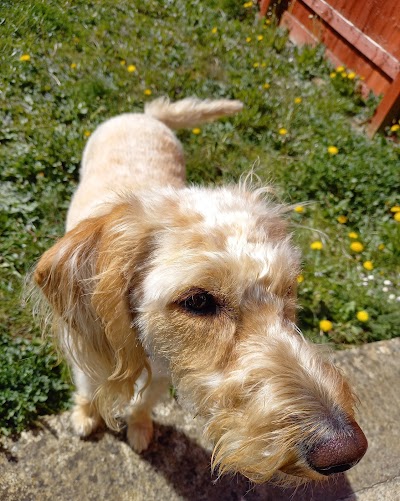 Grooming Van Image
