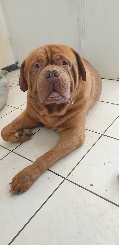 Grooming Van Image
