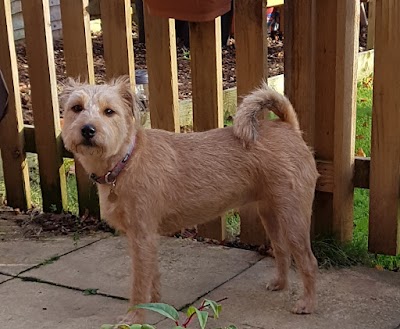 Grooming Van Image