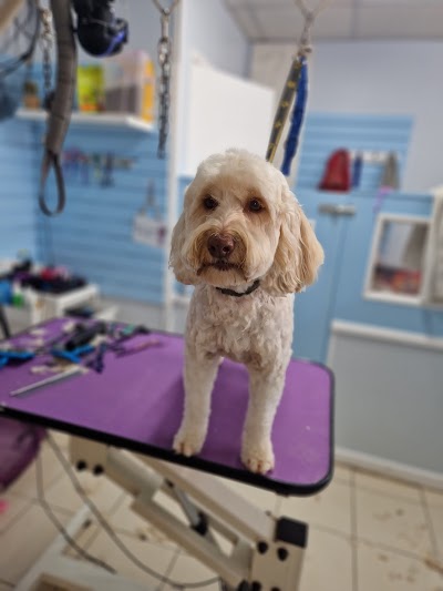 Groomer Has It