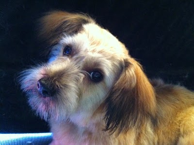 Grooming Van Image