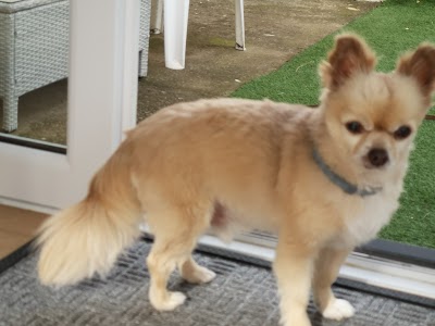 Grooming Van Image