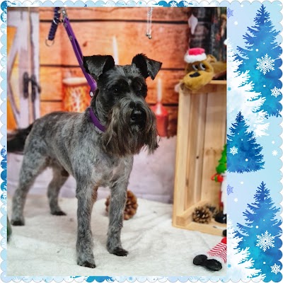 Grooming Van Image