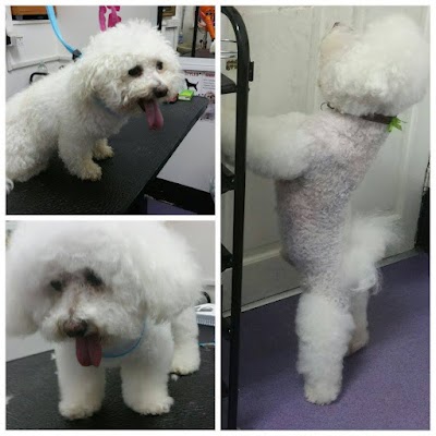 Grooming Van Image