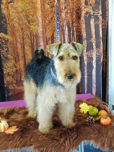 Grooming Van Image
