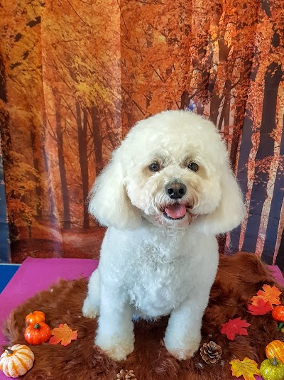 Grooming Van Image