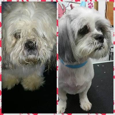 Grooming Van Image