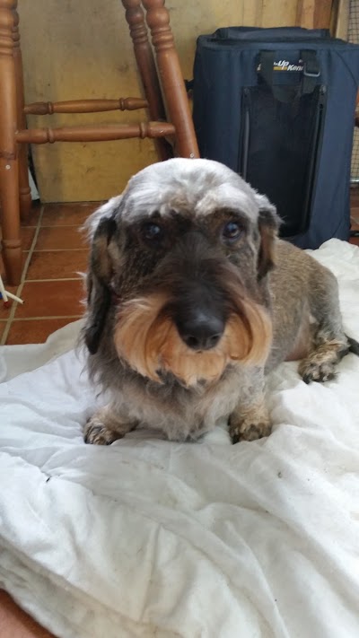 Grooming Van Image