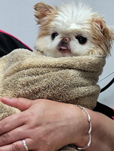 Hair & Hounds Dog Grooming Salon