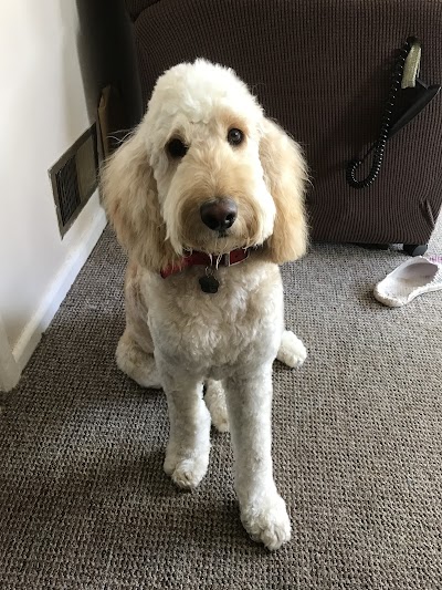 Grooming Van Image