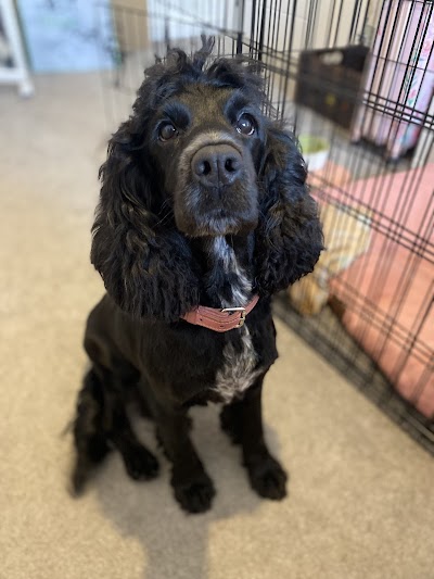 Grooming Van Image