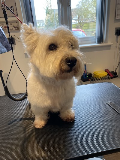 Grooming Van Image