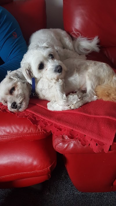 Heritage Hounds Dog Grooming