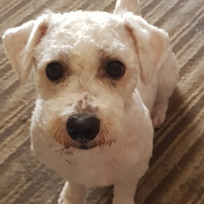 Grooming Van Image